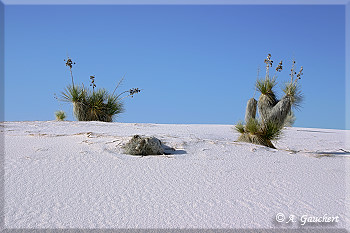 Soaptree Yuccas